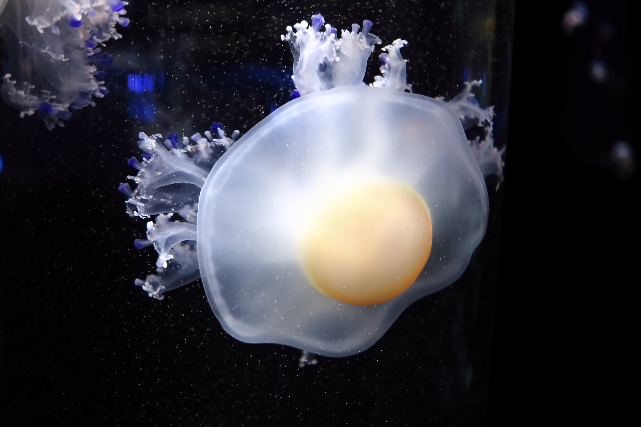 ぴゅん 水族館系youtuber 目玉焼きみたいなクラゲがいた 加茂水族館 コティロリーザツベルクラータ T Co Kqznwhvyo3 Twitter