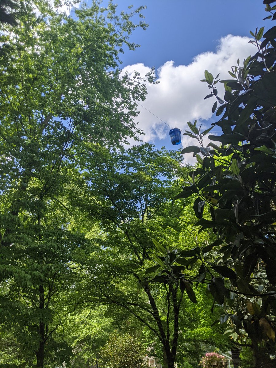 So now I tie a bucket to the other end. Put a few rocks in it to weight it so it will fall towards the tree while using another rope to pull it away from the tree. That's the only way to get the bucket high enough otherwise it would get stuck on every limb on the way up