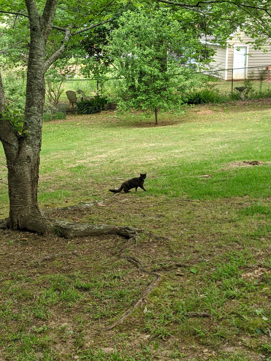 With the bucket about 10 ft off the ground I see the cat leap out of the bucket and into the tarp. It rolls down onto the ground and right before it runs off into someone else's backyard lets me take this picture.The dumbass cat is finally out of that tree and he's fine.