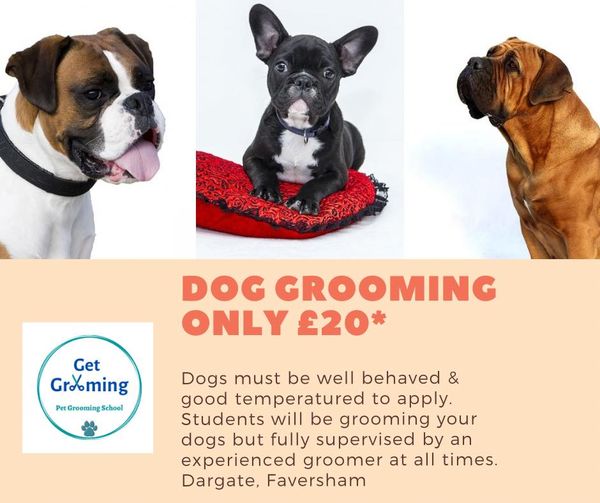 What Can You Do With Dogs In Kent