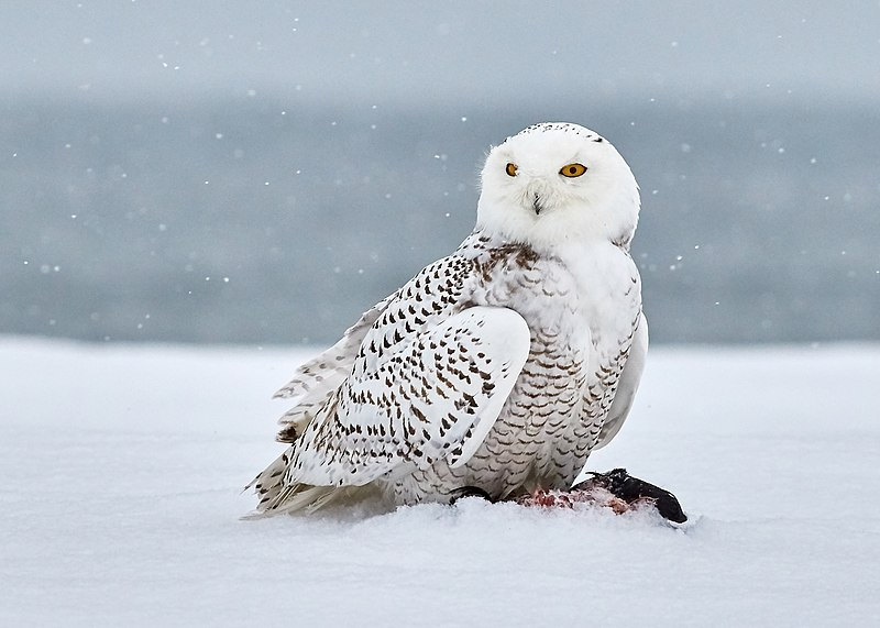 I told you we'd get to the Strigiformes, or owls. This rather dopey looking one is a snowy owl. They are one of the largest owls in the world and live in, well, the snow. They will eat pretty much whatever they can catch be it mammal or bird. (Jongsun Lee)