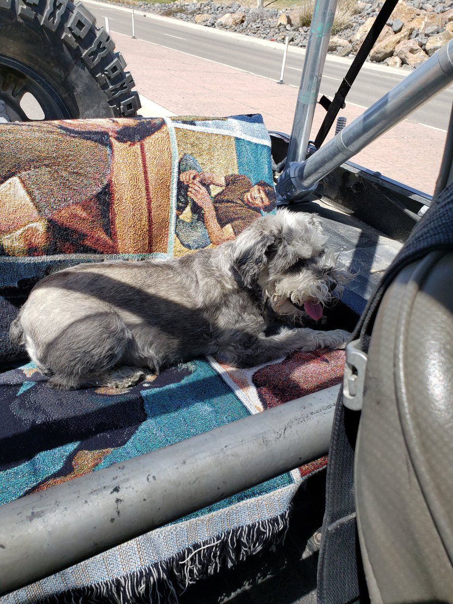 Bridget loves cruising in the jeep when it's not to hot out! ❤️♥️🐕 OH yes, she is resting on #TomWelling. Lol