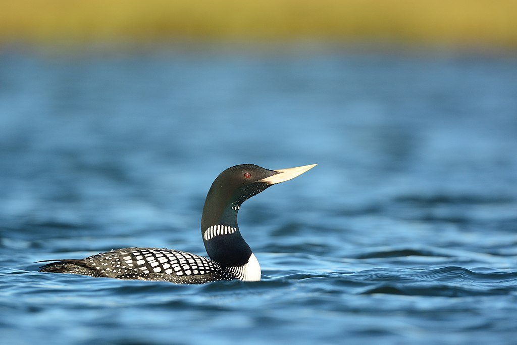 Aaaaand back to the water with the Gaviiformes.These are the loons and the divers, of which there are five living species. This is a yellow-billed loon and they live pretty much right around the Arctic. They better be on the lookout for those pesky snowy owls.(Ryan Askren)