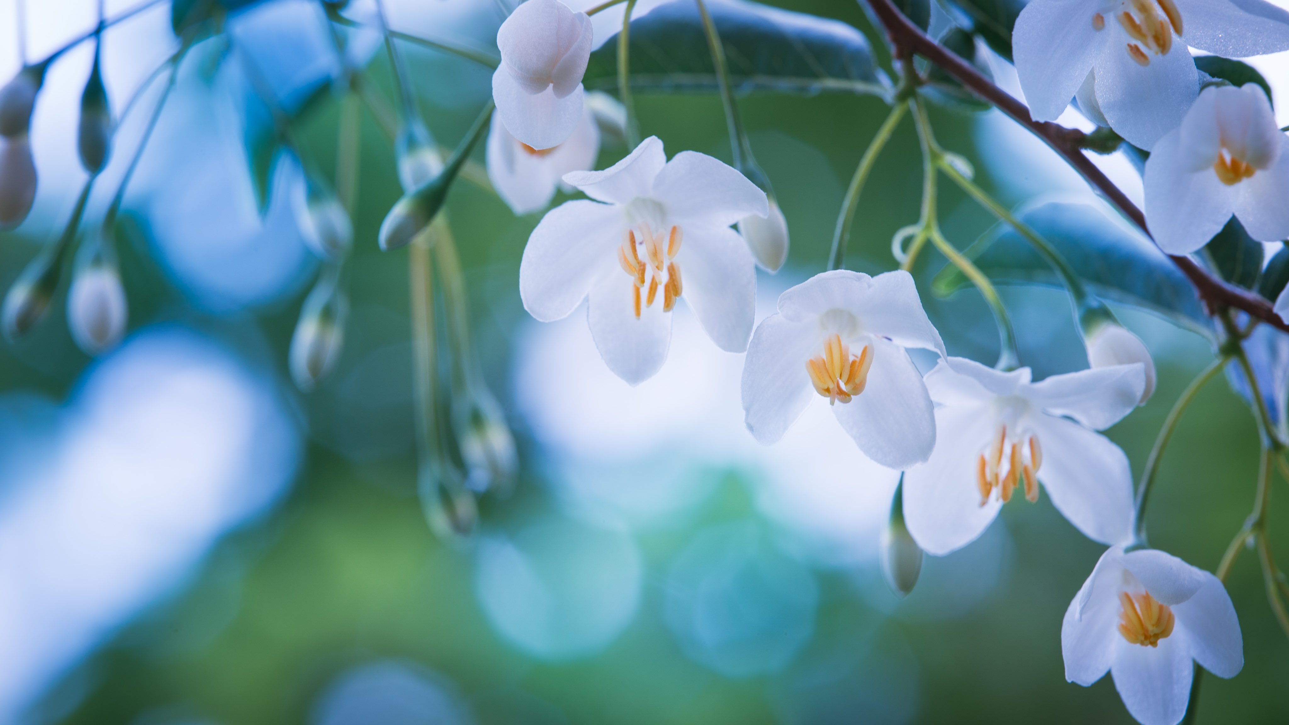 تويتر Takao على تويتر エゴノキ エゴノキの花が咲いていました 日本の固有種 エゴノキ科 イギリスではスノーベルと呼ばれています 果皮を石鹸の代わりに使った時代があり石鹸の木 シャボンの木 福島 シャボン玉 茨木 千葉 等の呼び名があります 花言葉は