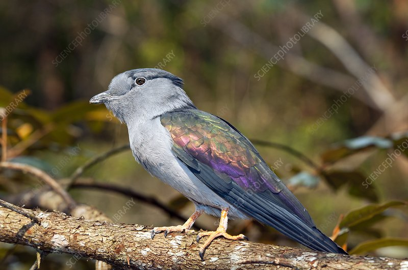 Another obscure group next, the Leptosomiformes.Only a single species, the cuckoo roller. Super curious birds that live on Madagascar and the Comoro Islands. They're really tame and there are myths and legends about them. I like. (Tony Camacho)