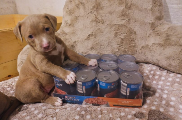 Crystal would like to say a big THANK YOU to everyone who has donated towards the care and feeding of June &amp; her puppies. If you'd like to give, please make a donation at sammyshope.org/donate and we'll make sure to have all of their needs covered. 
#SammysHopeLove!