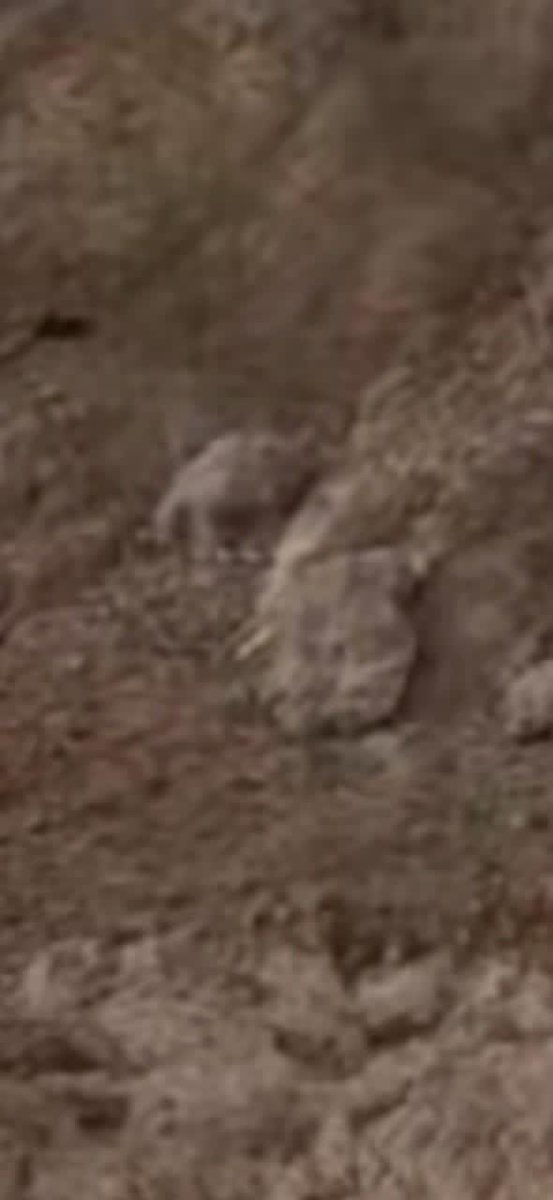 Türk Silahlı Kuvvetleri  Münbiç hattından sızma yapmaya çalışan YPG'li teröristleri El Hawashiray bölgesinde vurdu.
Sizmaya Geldiler Türk Silahlı Kuvvetleri Teröristlere sızdı..