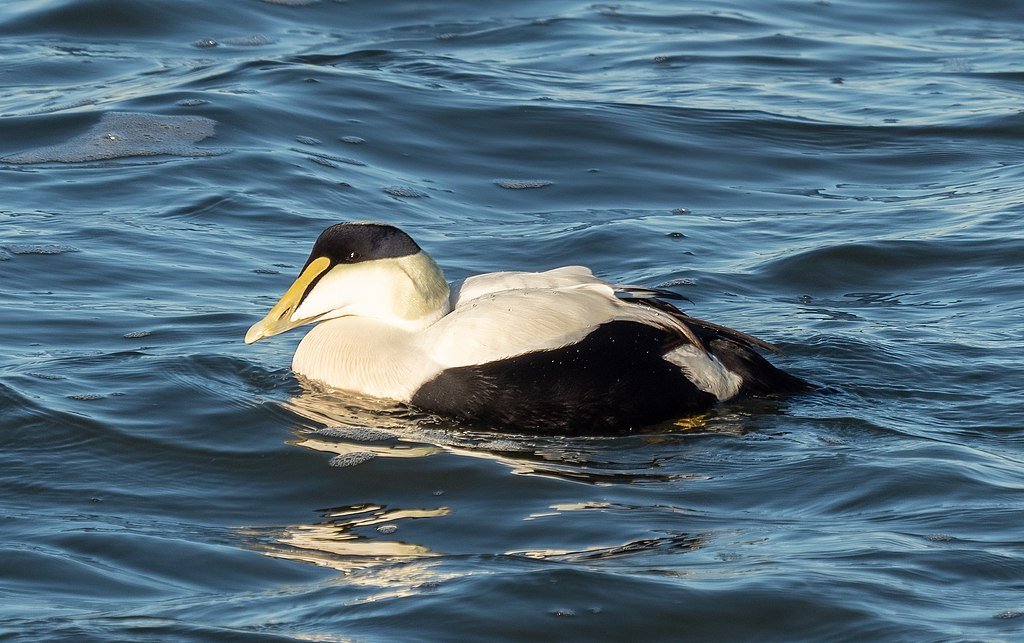 Next up the Anseriformes, which includes ducks, geese and the screamers. Did T.rex snack on ducks? Maybe, because they were one of only two groups known to have lived alongside dinosaurs. This is a common eider, a sea-duck that breeds in the Arctic. (Rhododendrites)