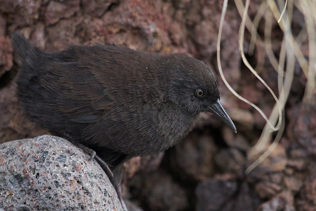 These are the Gruiformes, or the cranes, crakes and rails.This one is the Inaccessible Island rail, which not only has quite possibly the best bird name in the world but is also the smallest flightless bird in the world. Good things, small packages etc etc.(Brian Gratwicke)
