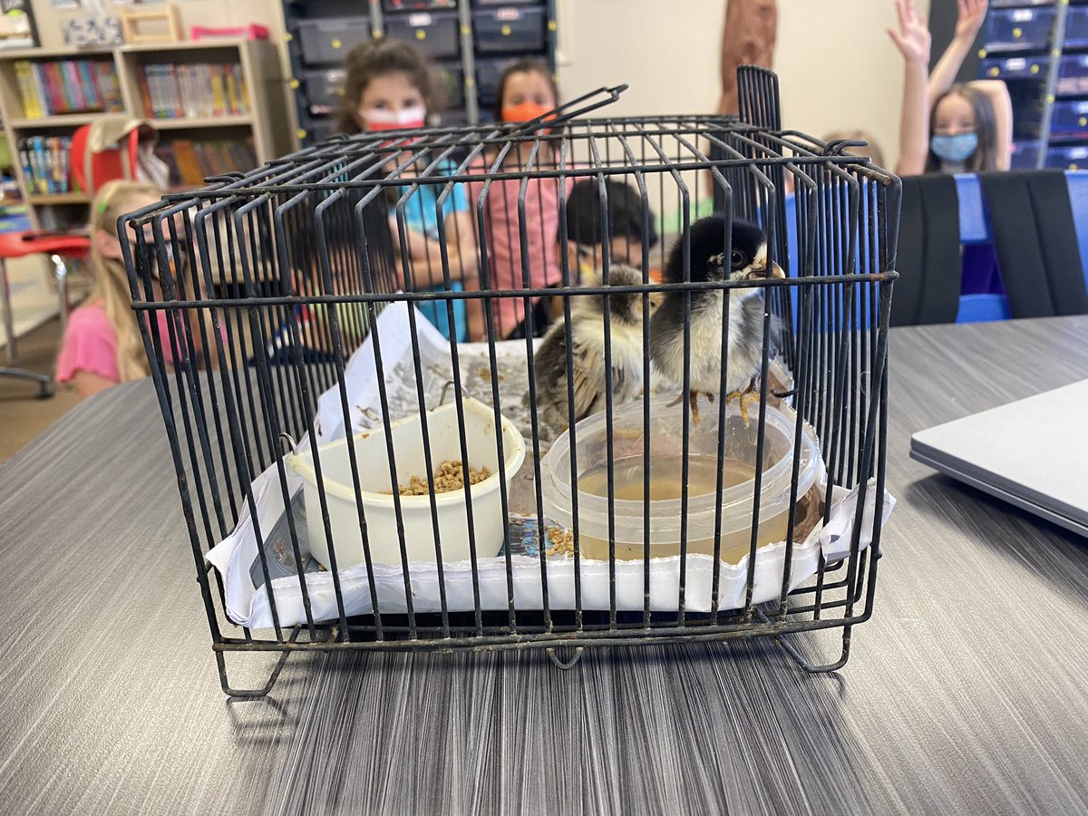 GECTweets tweet media