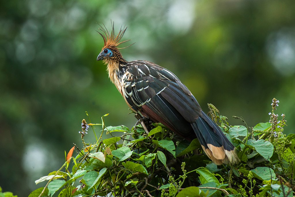 We're back to these weirdos again, the Opisthocomiformes. A ridiculously long name for just one species of bird, the hoatzin. We've met these before. The chicks still have claws on their wings and they eat leaves. Are they really even bird?(Francesco Veronesi)