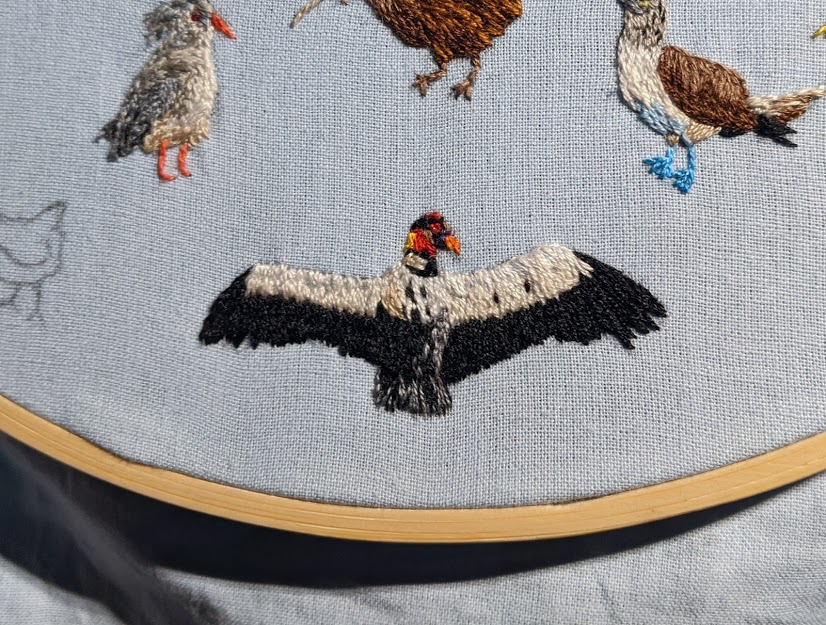 We've made it to the meat-eating Accipitriformes!These are the hawks, eagles, vultures, and kites. But not owls and falcons, we'll get on to those later. Here is a magnificent king vulture from Central and South America. Amazing heads, fiddly to stitch.(Eric Kilby)