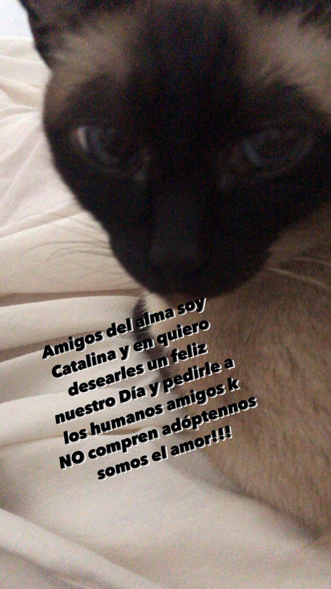 Amigos del alma soy Catalina y en quiero desearles un feliz nuestro Día y pedirle a los humanos amigos k NO compren adóptennos somos el amor!!!