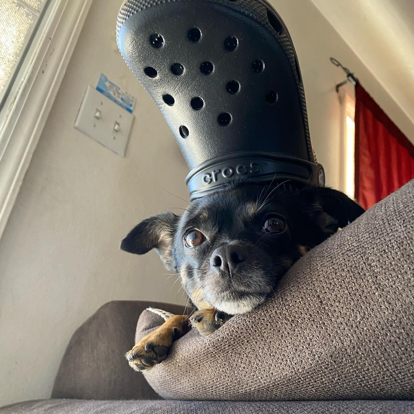 Dog Crocs Exist Now Because Humans Are Morons