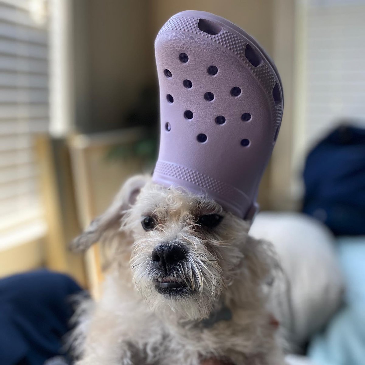 Crocs Shoes on Twitter "Crocs and dogs. That's the post. 🙂…