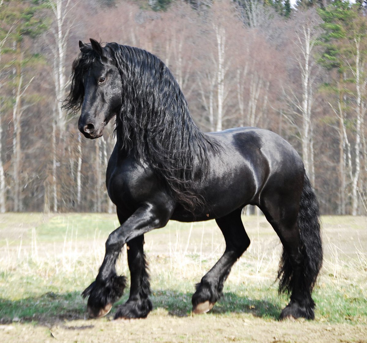 And the man himself, Adam: Friesian - sturdy, muscular body, wavy flowing mane, proud carriage, mostly docile