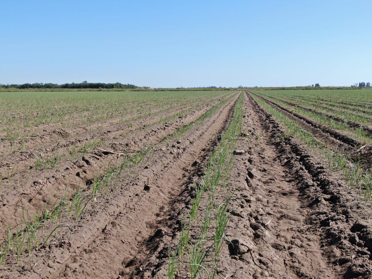 Manejo de malezas en cebolla, zona de riego Santiago del Estero, se usó basagran para control de malezas de hoja ancha, IMPECABLE <a href="/BASF_Agro_ARG/">BASF Agro Argentina</a>