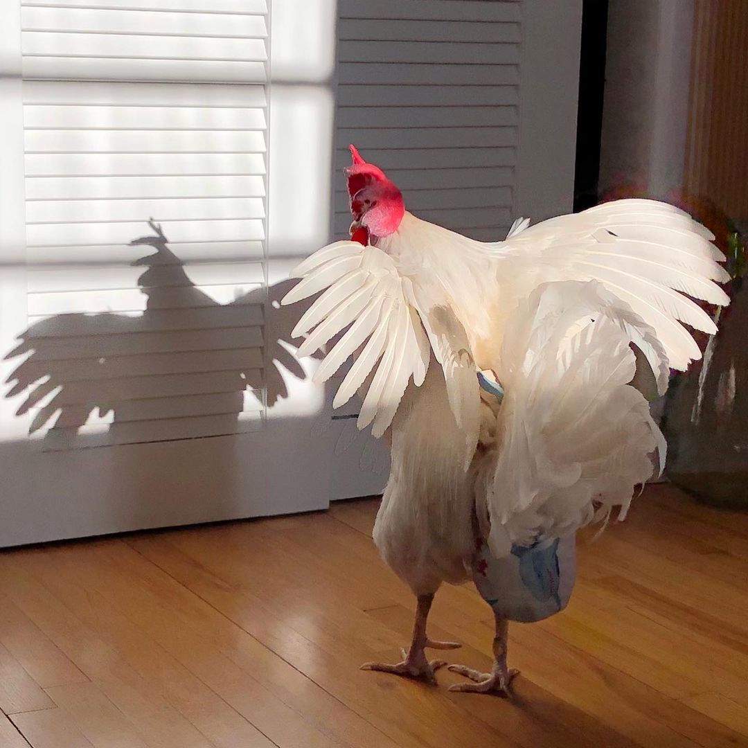 Me & my Big wings shadow 😍😍
🐔❤️🐓🐓🐓

Follow by @lifewithfarming

 #backyardpoultrymag #petchickens #chickensaspets #chickens #chickensofig #chicken #chickenlove #chickenlover
