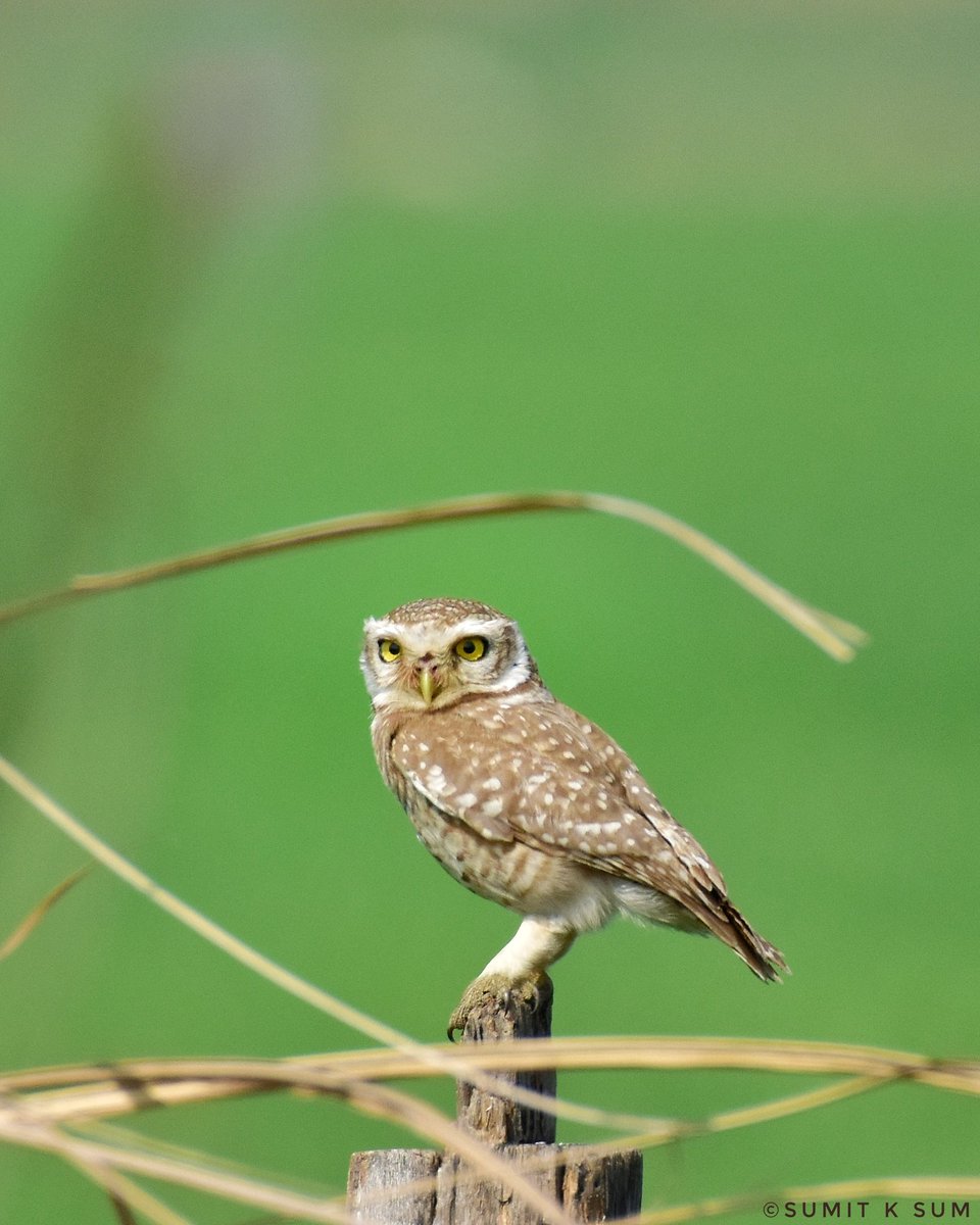 Spotted Owlet

Dhanauri Wetlands, Greater Noida
#birds #wildlife #TwitterNatureCommunity #IndiAves @NatGeoIndia @IndiAves @thebetterindia @AjiHaaan @DipakKrIAS #owls #owl #wildlife_india #wildlifeofindia #wildlife_shots #wildernessculture #nature #naturephotography #naturelovers