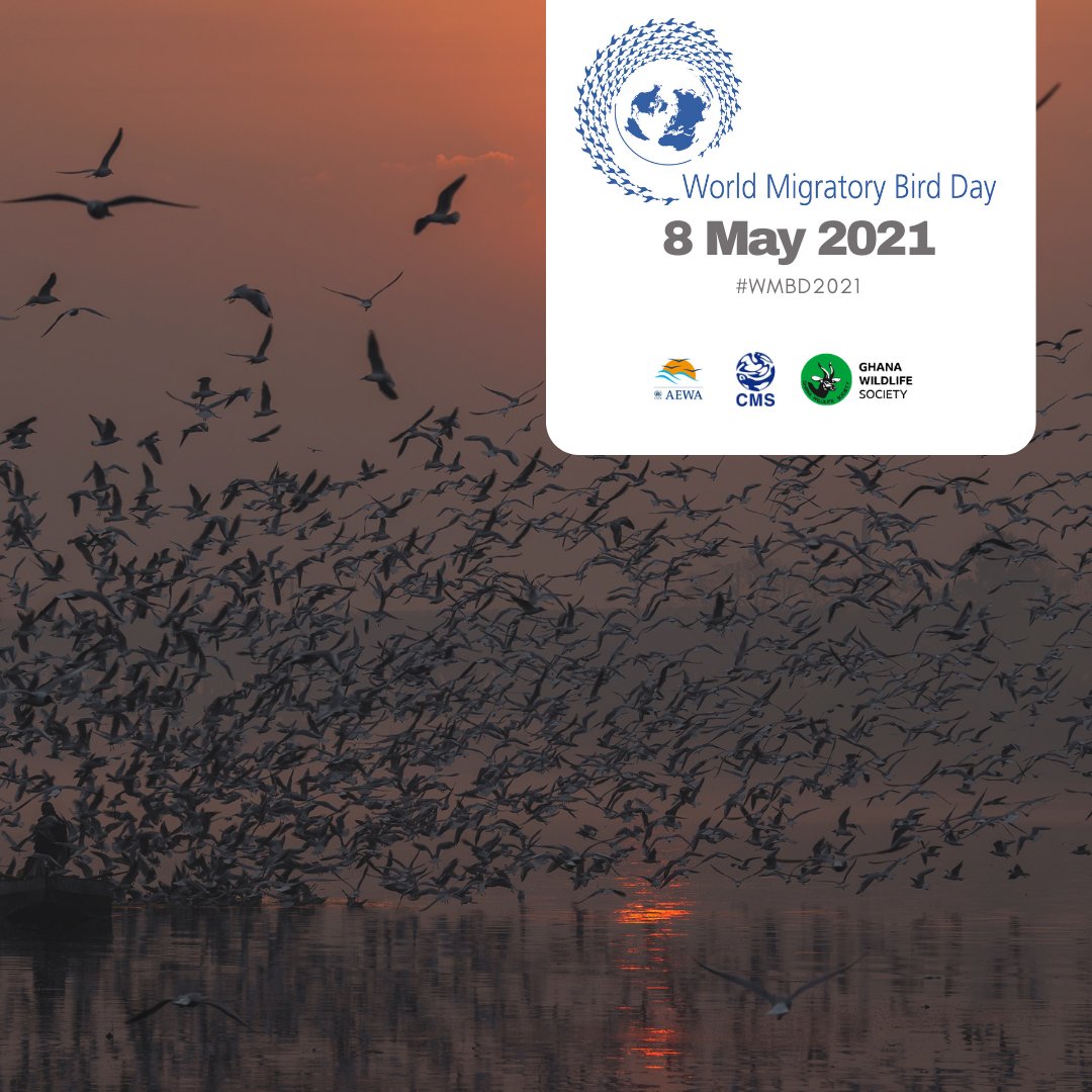 #SingFlySoar #LikeABird is the theme for #WorldMigratoryBirdDay this year. World Migratory Bird Day is celebrated on 8th May and 9 October every year, to raise awareness and highlight the need for the conservation of migratory birds and their habitats.
#WMBD2021 #ForNature