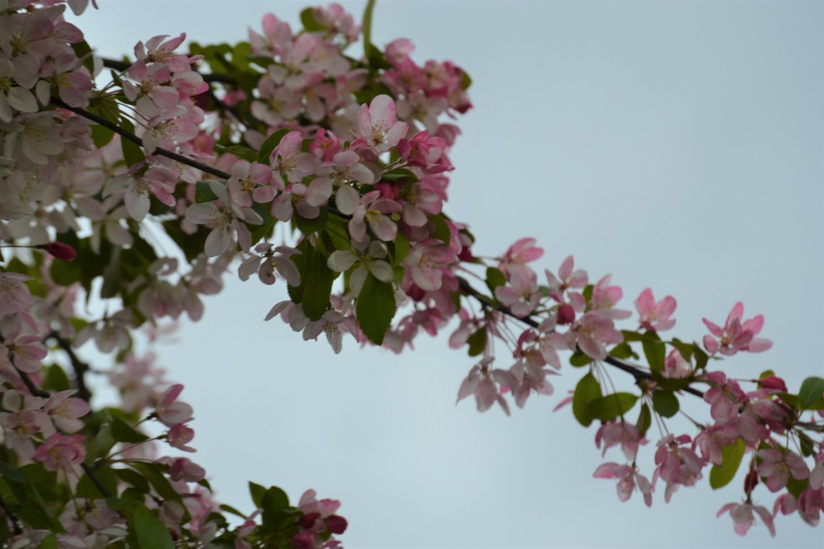 CamTrees's tweet photo. More #blossom, this time on St Philip's Road #Cambridge - #BlossomWatch #trees https://t.co/3NGuuMmdSL