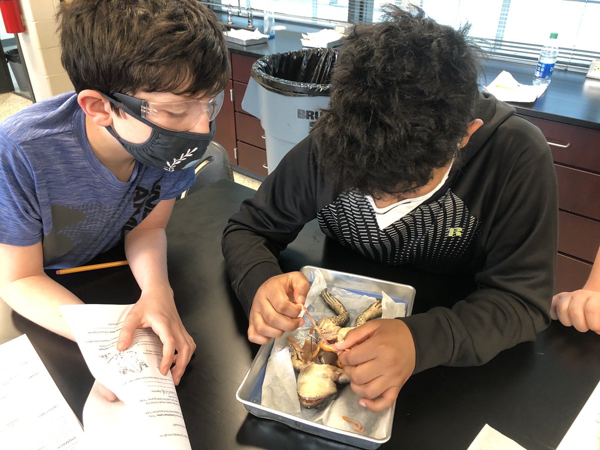 ChapinMiddle's tweet image. 🐸 Frog dissection in 7th grade science this week!!! 🐸 Woah! So interesting! #cmsscience #lexrich5schools #pridein5