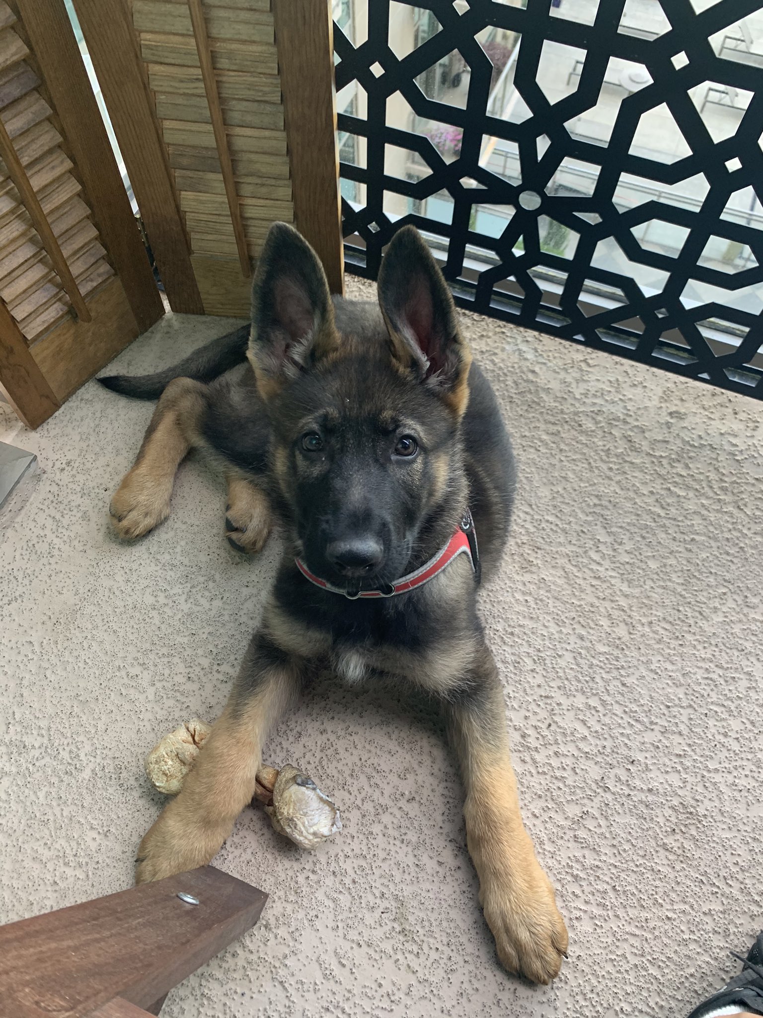 @elmlive I needed this thread today - in the middle of trying to train my wild, crazy puppy and it’s amazing, hard, fun, frustrating, wonderful and everything in between ❤️ https://t.co/Py32Lbg0Um