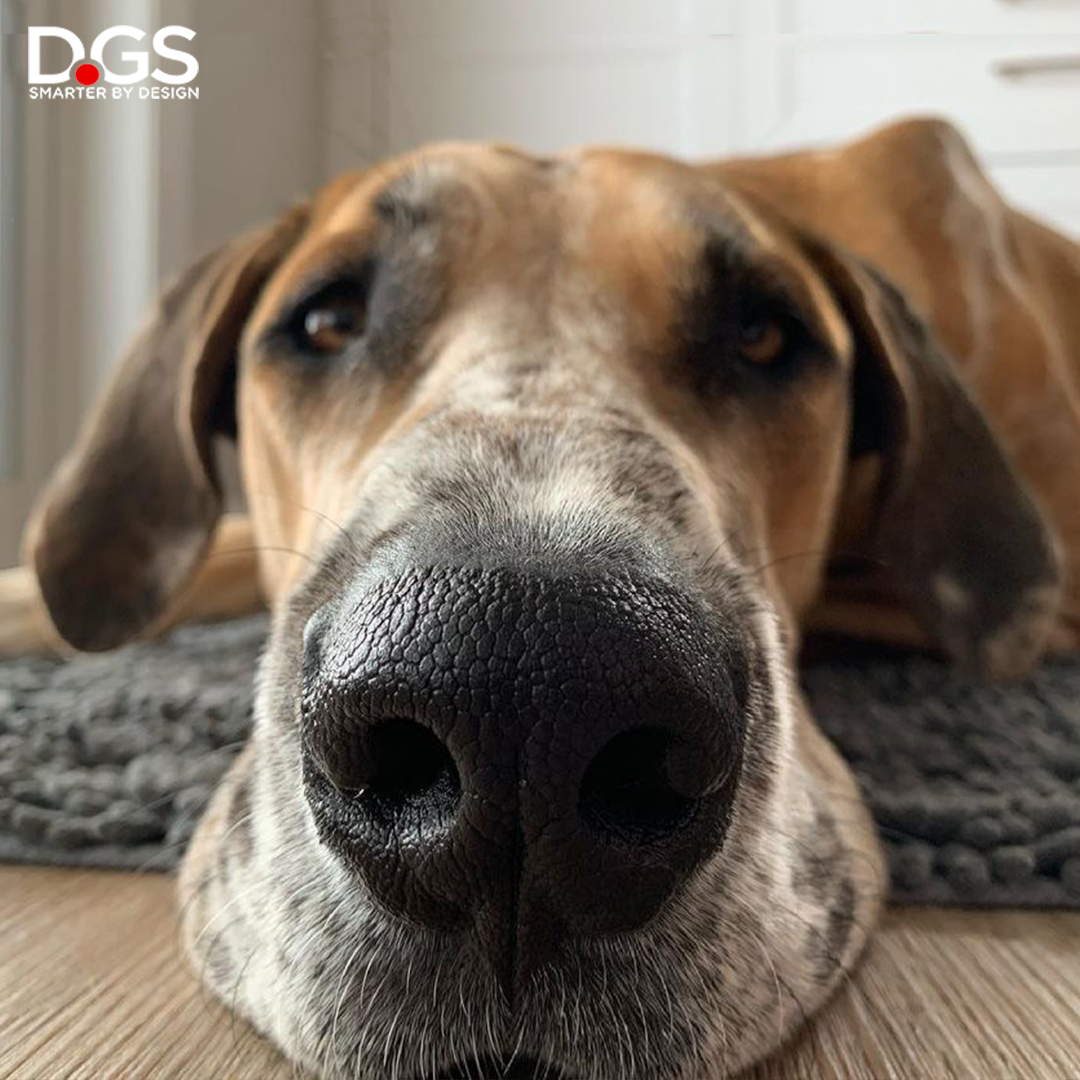 DGSPetProducts's tweet image. Dalmore has a great nose to spot the best place to snooze for a bit: a Dirty Dog Doormat.

#dgspetproducts #dirtydogdoormat #microfibermat #dogmat #sleepydog #cutedog