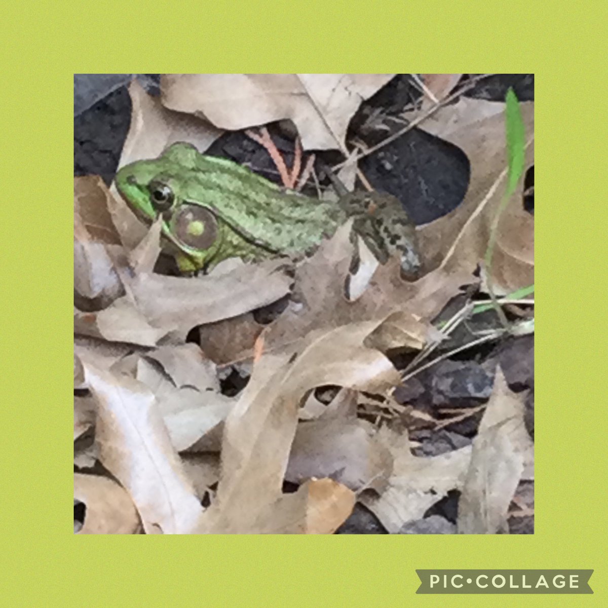 Look who has come to our backyard habitat! Why is he here? Will he stay? This is an amazing development as we explore the needs of living things!
⁦@Hampton_Street⁩ #mineolaproud #steamchallenge #classroomwithoutwalls