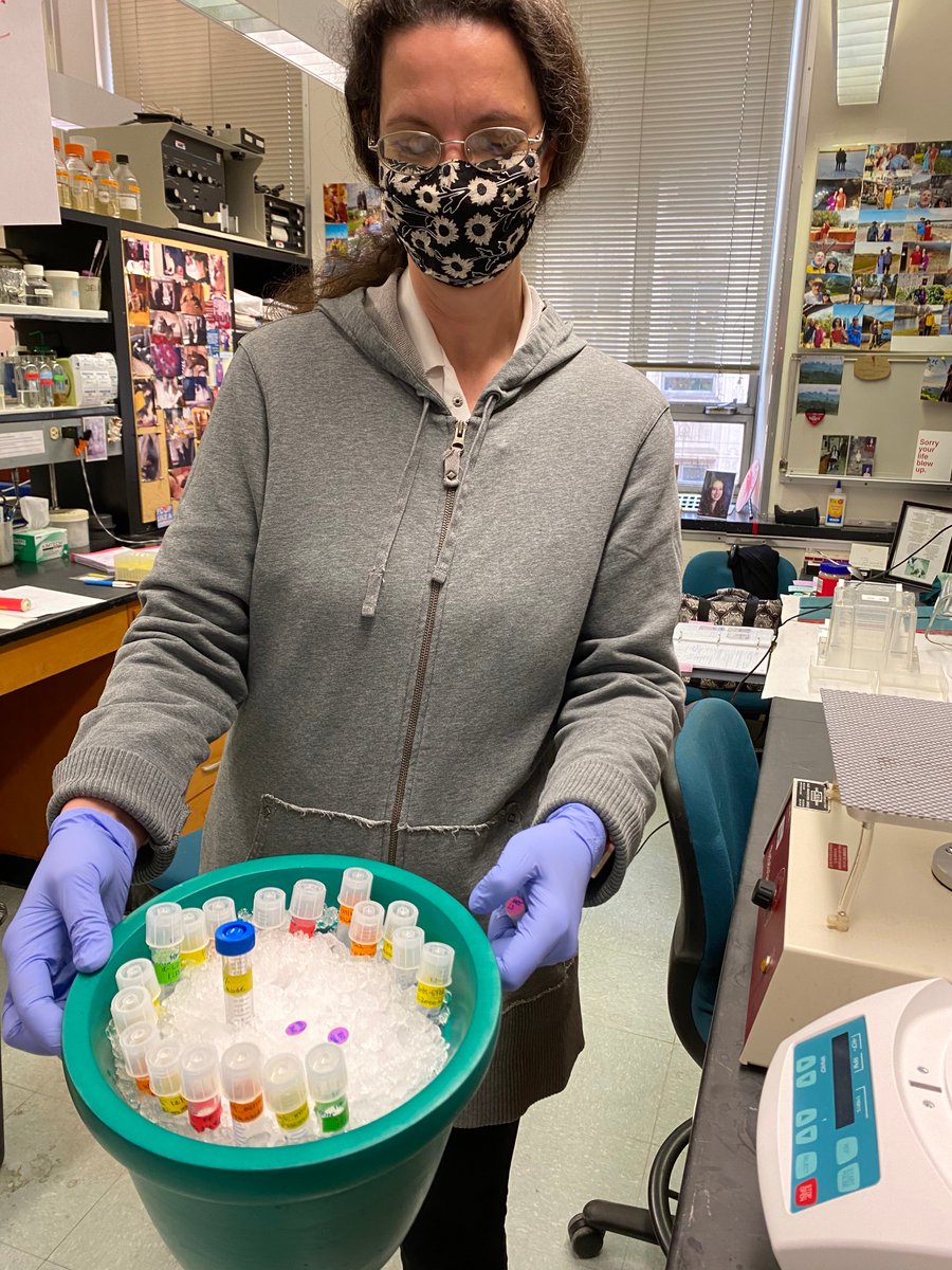Woolford Lab tweet media
