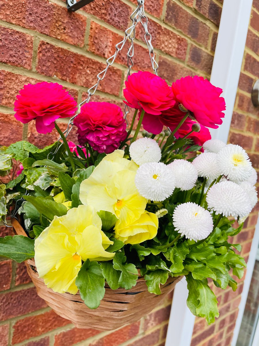 This hanging basket is bringing me so much joy at the moment #splashofcolour #Flowers #springflowers #sunshine #everydaymoments