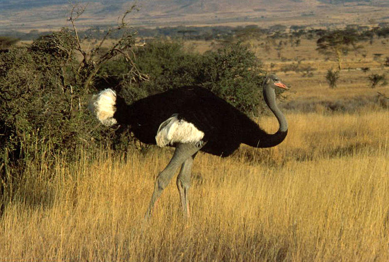 First up is the Struthioniformes, or the ostriches!These are represented by two living species, the common and the Somali. Once found across much of Africa and western Asia, they are the largest birb in the world. (Christiaan Kooyman)