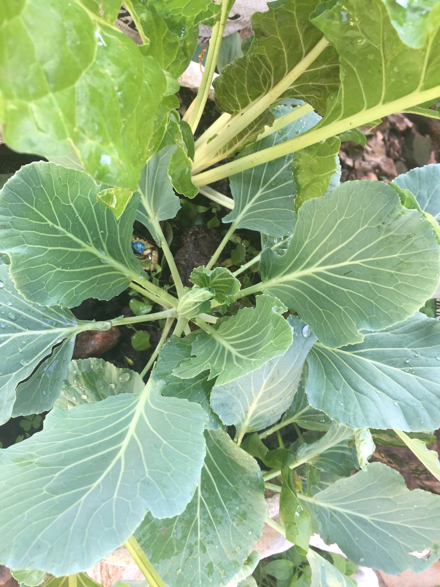 Some harvests from our urban gardening project <a href="/bondekocenter/">Bondekocenter</a> .Dont give Money hand outs to refugees, Teach them how to make their own, how to grow their own food. If Food is the new currency, growers are rich. 
#selfsufficient #surviavalskills # makefoodnotwars #worldfoodprogram