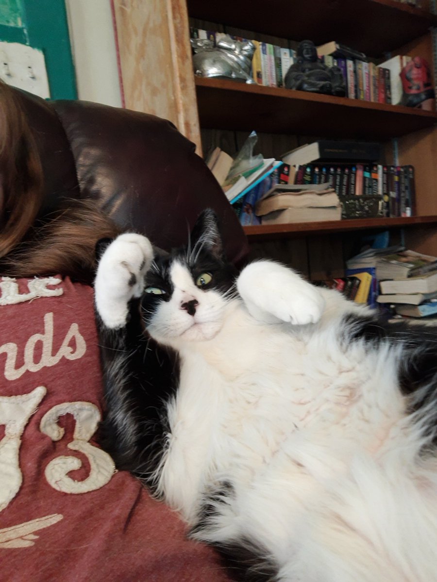 demontripod's tweet photo. Feeling suspicious today. These paparazzi can not be trusted! #catsoftwitter #cats #bellyfloof https://t.co/DstFsIfrXq