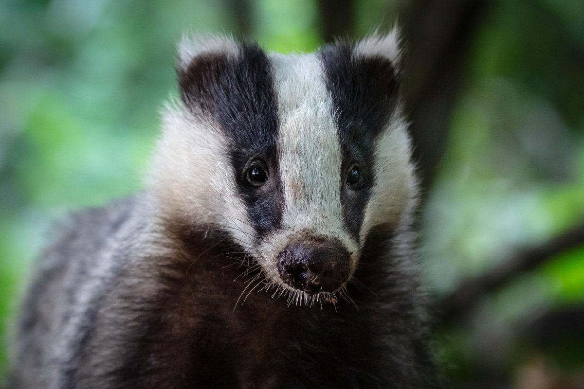Chris Packham (@chrisgpackham) on Twitter photo Last night a brave member of <a href="/HuntSabs/">Hunt Saboteurs Association</a> was nearly killed by badger baiters . . . read here , but be warned there are graphic images of his injuries . Please give as generously as you can to help with his recovery here gofundme.com/f/sab-attacked… huntsabs.org.uk/hunt-saboteur-… Last night a brave member of <a href="/HuntSabs/">Hunt Saboteurs Association</a> was nearly killed by badger baiters . . . read here , but be warned there are graphic images of his injuries . Please give as generously as you can to help with his recovery here gofundme.com/f/sab-attacked… huntsabs.org.uk/hunt-saboteur-…