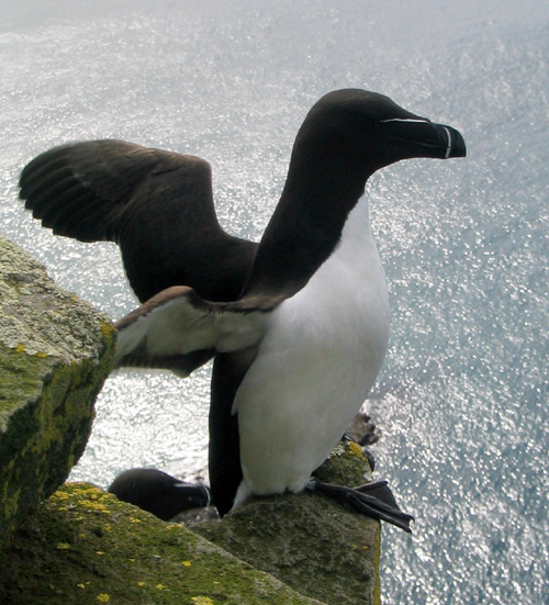 Charadriiformes is the group that contains the 350 or so species of gulls, auks and waders. Here we've got a really rather lovely razorbill. Found across much of the North Atlantic, they are the closest living relative of the now extinct great auk.(Gsd97jks)