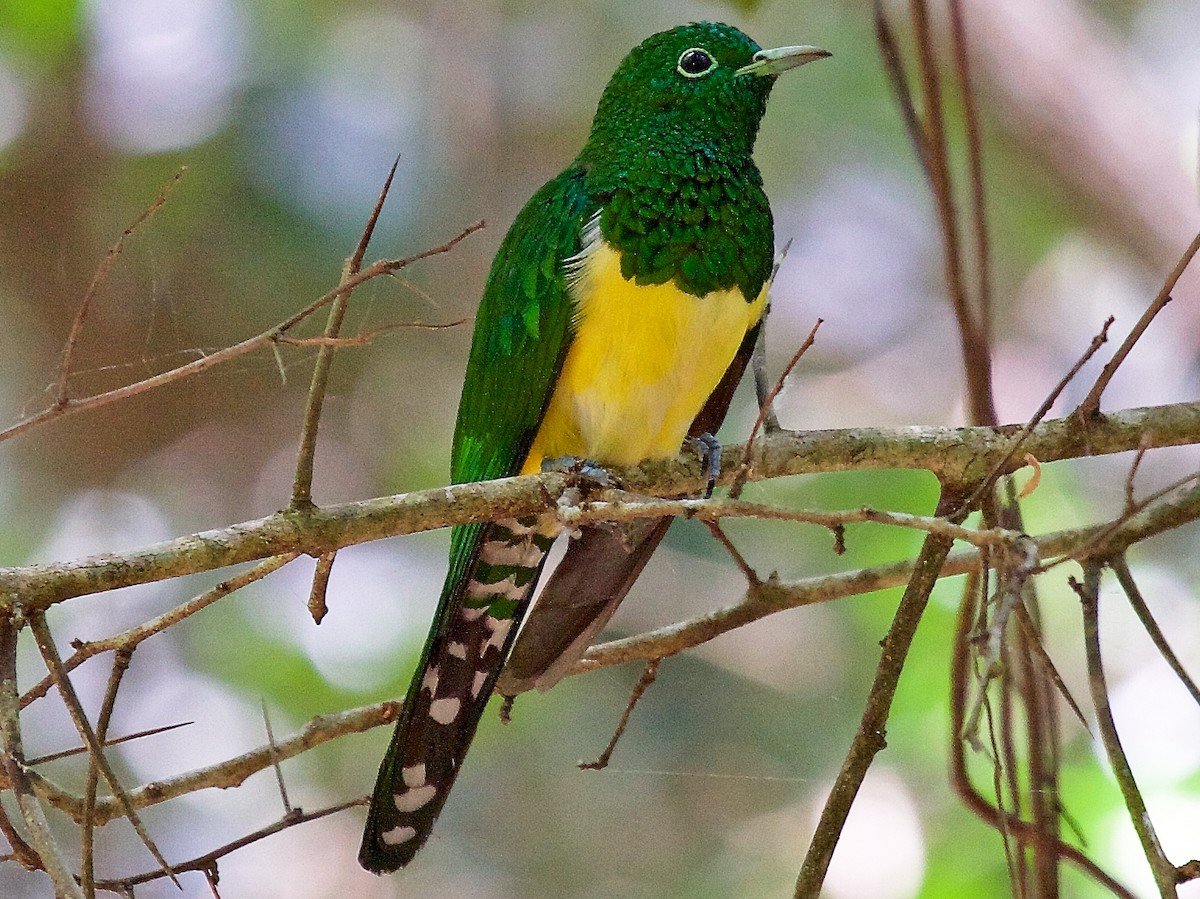 The Cuculiformes are the cuckoos!This little beauty is the African emerald cuckoo, which as you can probably guess lives right across sub-Saharan Africa. They are really quite something to look at. What babes.(Matt Brady)