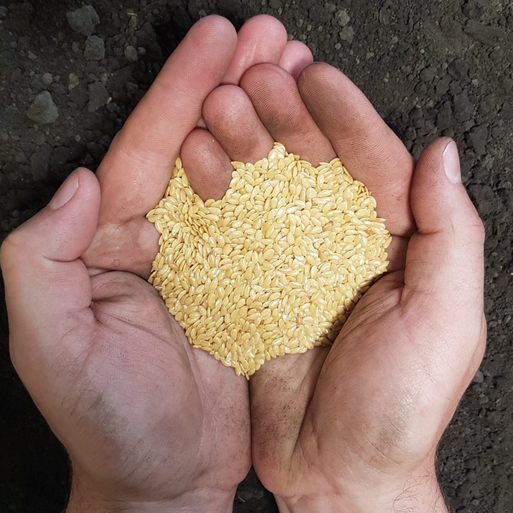 Still have a decent supply of AAC Bright Yellow Flax. Give us a call if you are still looking for seed! 92% germ  <a href="/secan/">SeCan</a> #flax #flaxseed
