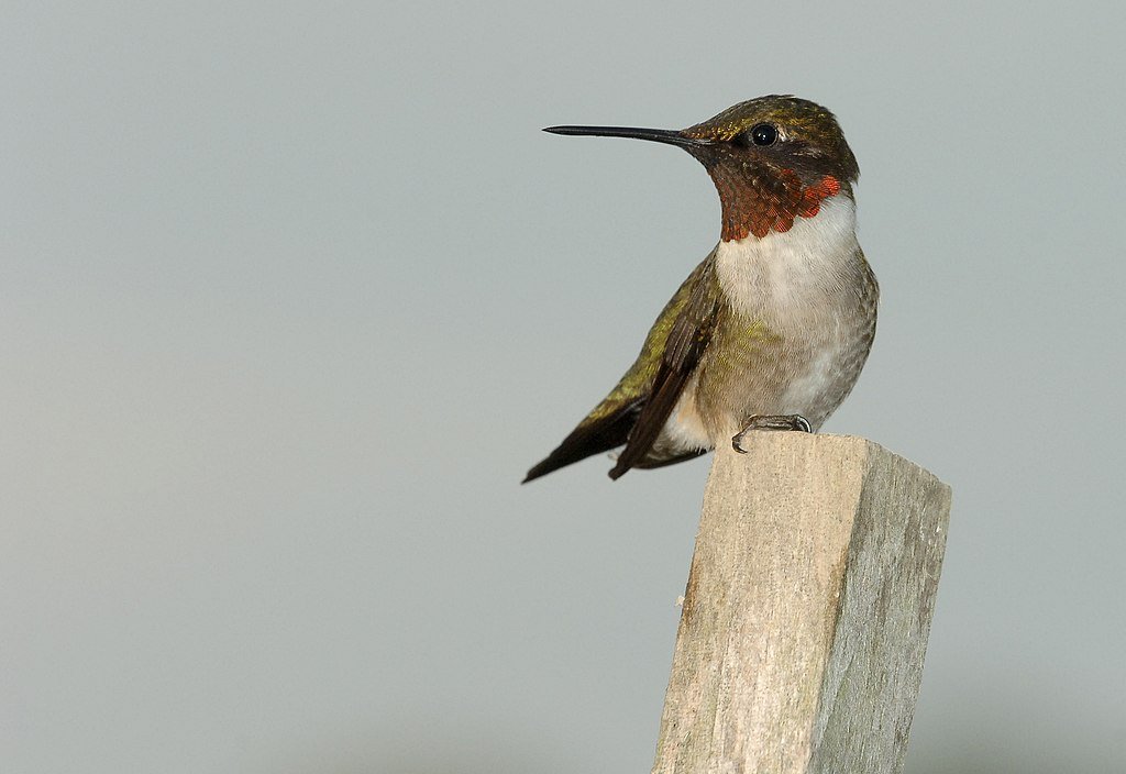 Let's hop over to the Americas to meet the Apodiformes, or hummingbirds!There are 450 species of hummingbirds. Of these the ruby-throated hummingbird winters in Central America before migrating as far north as Canada. You go little bird!(Joe Schneid)