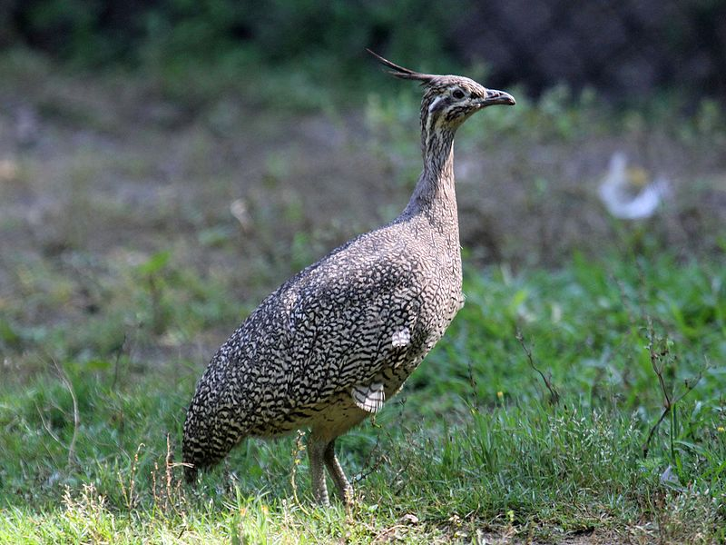 The Tinamiformes are better known as the tinamous, but even then you may not have heard of them.46 species are found across Central and South America, including this elegant-crested tinamou. They are actually most closely related to ratites, like the ostrich.(DickDaniels)