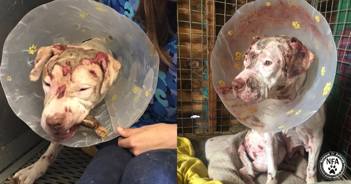 This is Phoenix. We rescued her from the protesters in the Atlantis township, in South Africa. The rioters first tried to set her alight, but she managed to escape the flames – so, they douced her in acid!  Phoenix urgently needs medical treatment! ow.ly/9QFr50EAPMh

#dogs