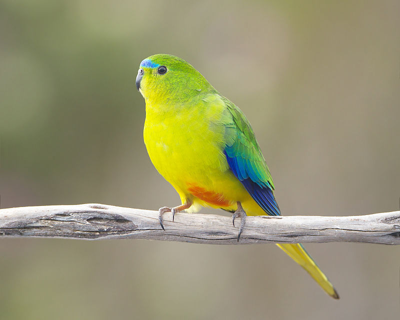 Next up are the ostentatious Psittaciformes, better known as the parrots. One of almost 400 species, the orange-bellied parrot is found in southern Australia and is critically endangered. They are one of only 3 species of parrots that migrate. (JJ Harrison)