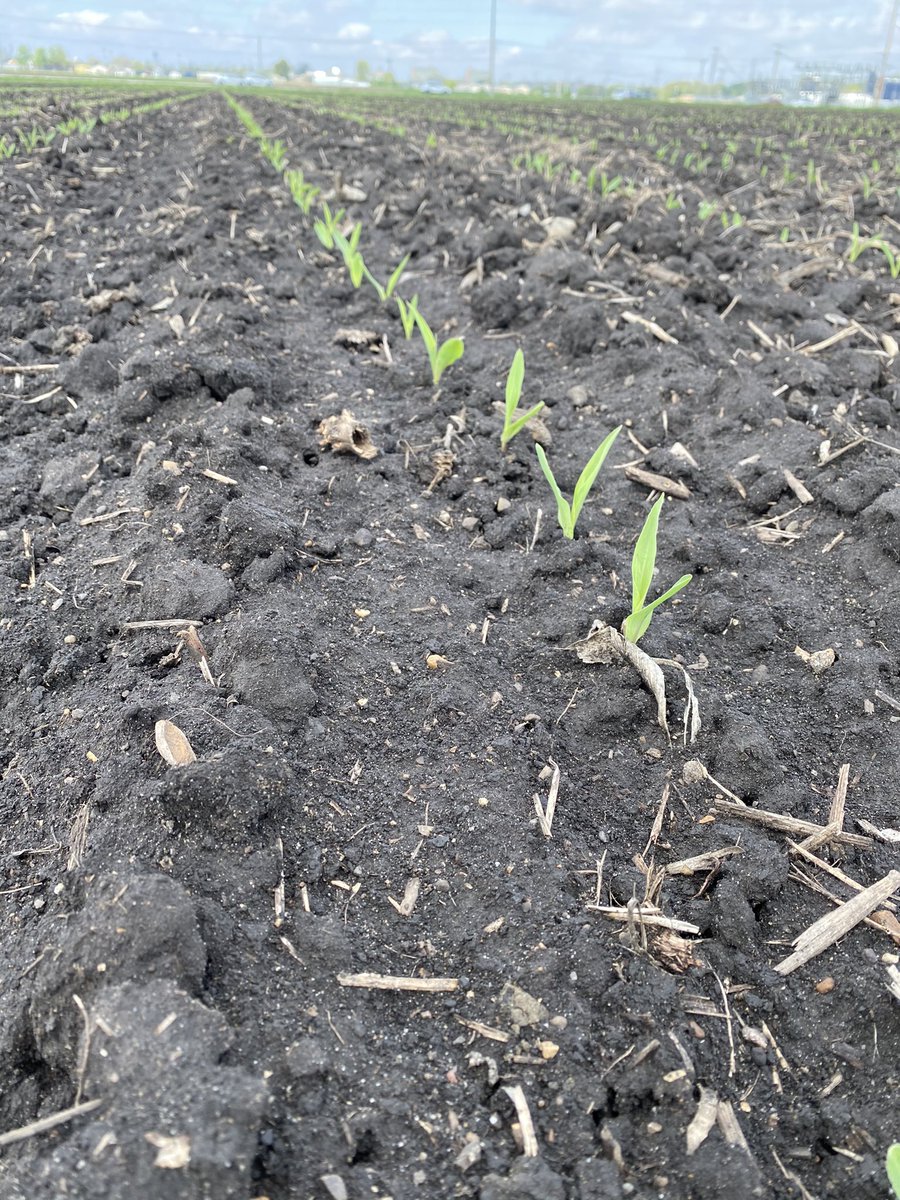 Planted April 6th and looking great! Dry inoculant applied with talc for a free-ride of application. Will watch this trial of <a href="/DerekLenzen/">Derek Lenzen</a>’s closely to see if early corn responds to PGPR microbials.