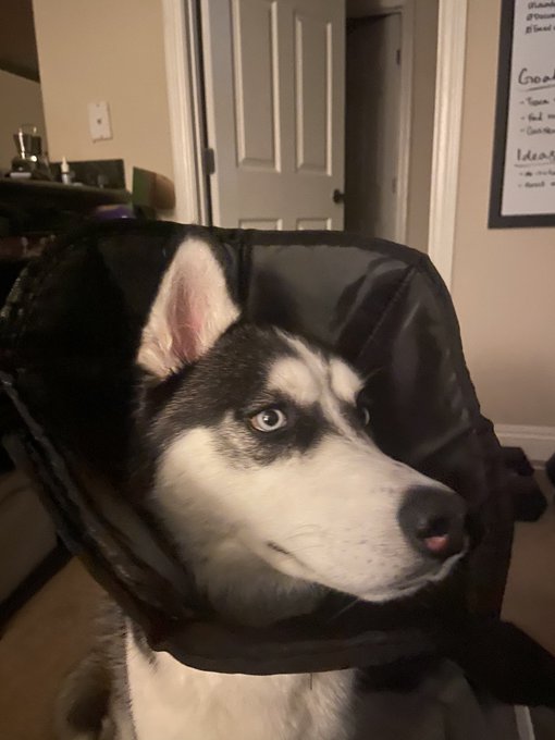 My baby boy had his big snip yesterday and now he&rsquo;s my baby lamp https://t.co/bZNpaqzByR