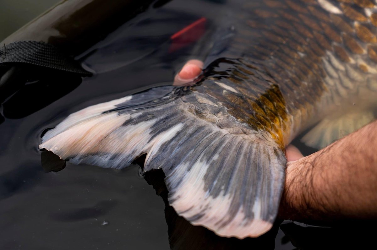 WatersEdgeTV's tweet photo. We enjoyed 24 hours carp fishing over at East Delph Lakes at the weekend, managing a few nice fish and a proper special one! The video is in the edit and should hopefully be live next week. 🤩 https://t.co/jSHIzbgchb