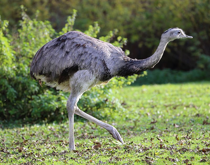 We're back to the big birbs with the Rheiformes, or rheas. These are large flightless birds of South America. This one is a greater rhea, or ñandú, which live out on the pampas. Apparently there is a wild breeding population in northern Germany, because why not.(Rufus46)