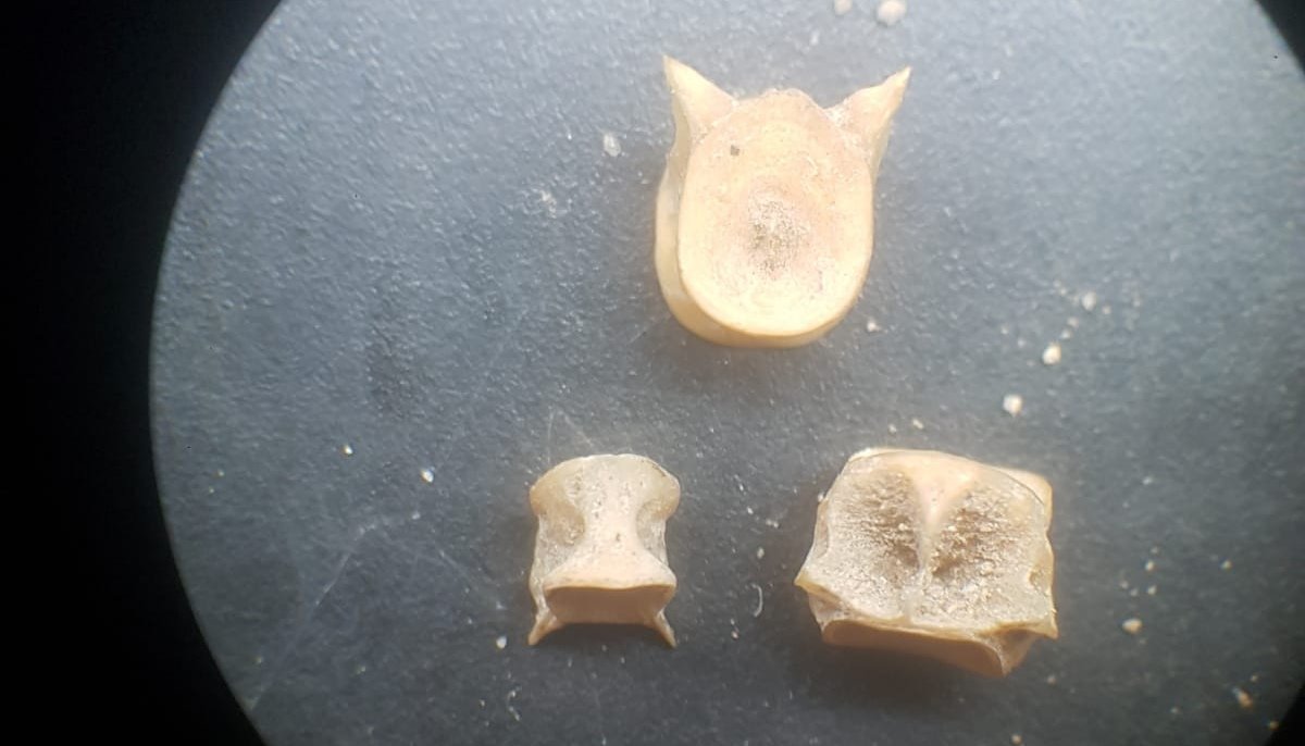 Can anyone help?! 😁🐟
These are three fish vertebrae, all the same. Largest is 3.5mm in diameter. I am stuck with ID! Context is 12th to 13th century England. There are marine and freshwater fish at the site.
Sorry photo is 💩
#zooarch #fish #TeamFish #archaeology #fishbiology