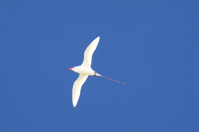 We're out to sea with the Phaethontiformes. These only contain one family, the tropicbirds. There are only three living species and this one is the red-tailed tropicbird. It can be found from the east coast of Africa right over to the west coast of the USA.( @TheLabAndField)