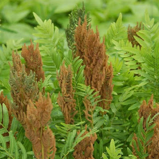 There is one fern which is known as flowering fern: Osmunda regalis, the royal fern. Osmunda regalis is a species of deciduous fern, native to Europe, Africa and Asia, which grows in woodland bogs and on the banks of streams...
