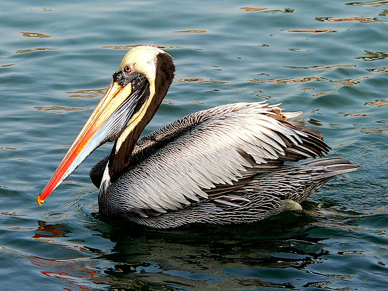 Sticking to the water we've got the Pelecaniformes.Ok I cannot lie, I am not really a fan of the pelicans (I'm sorry!). But while doing this I discovered the Peruvian pelican and I like them A LOT. Just look at their bills! So colourful. (Manuel González Olaechea y Franco)